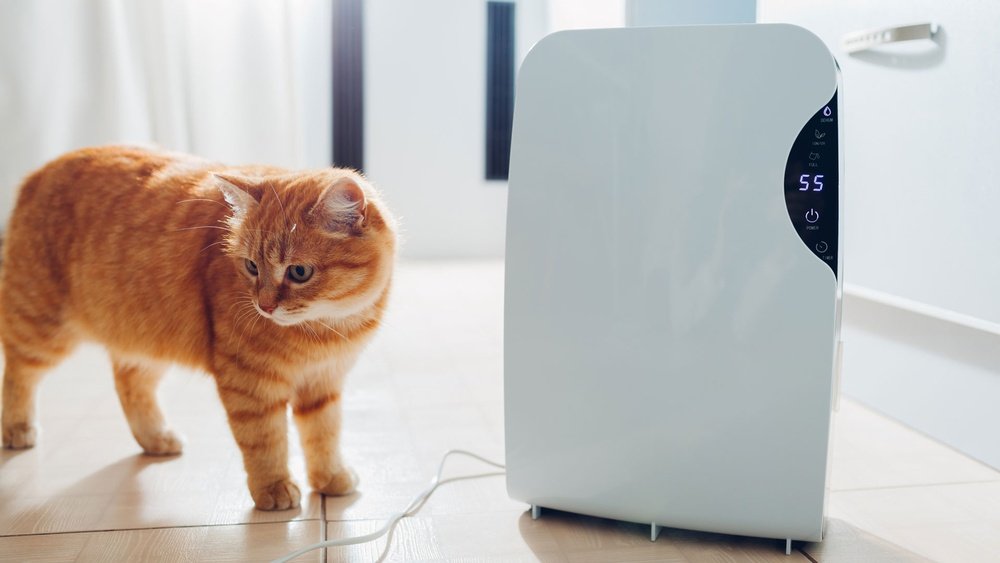 Can a Dehumidifier Help With Allergies?